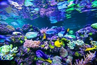 Grand Aquarium from Hurghada 10