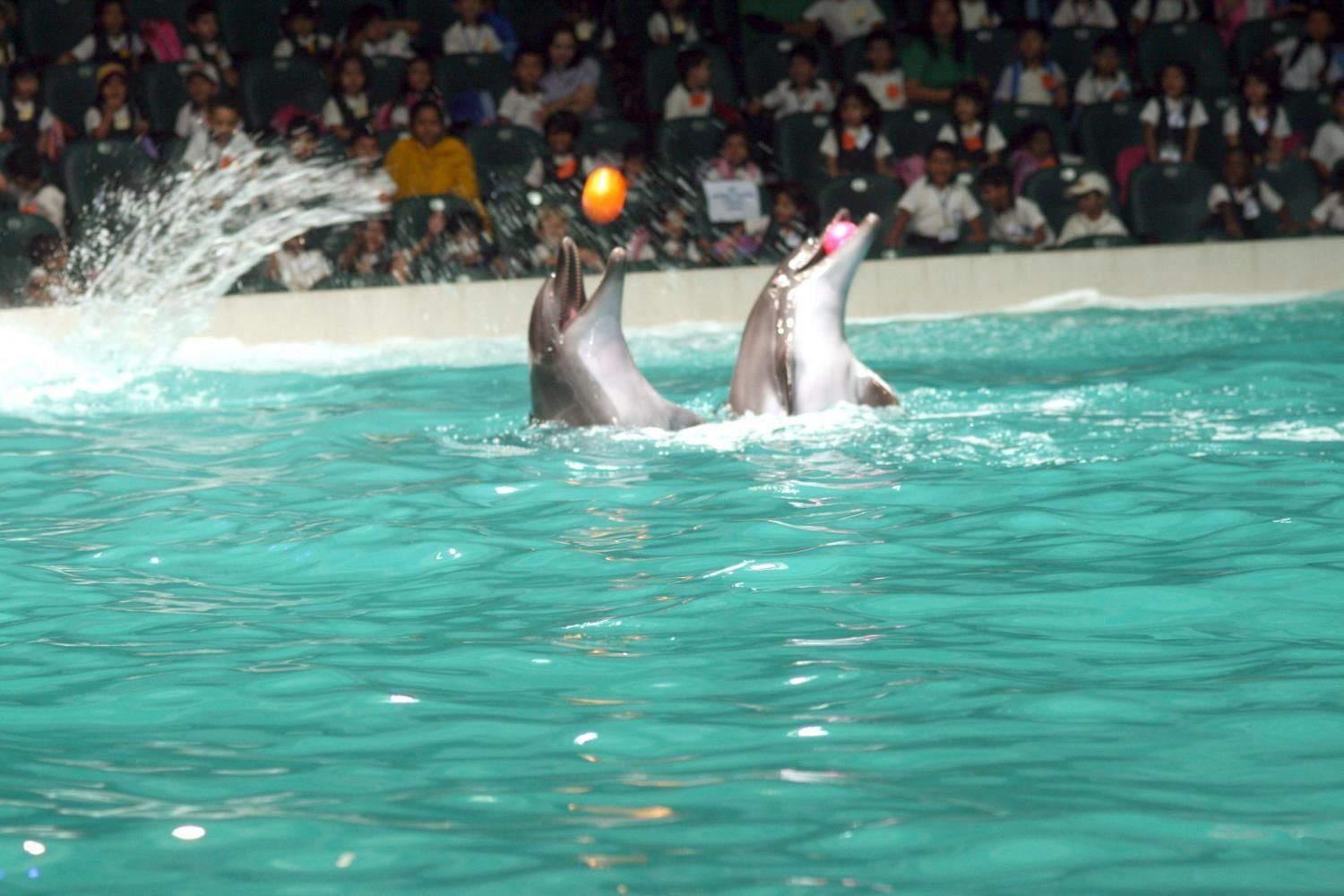 Dubai Dolphinarium Ticket with Daytur