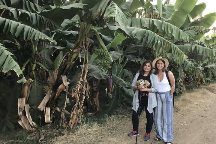 Private Felucca Trip to Banana Island & Private Transfer in Luxor