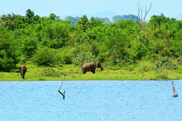 UDAWALAWA ONE DAY SAFARI