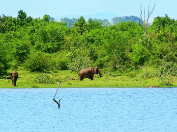 Udawalawa National Park One Day Safari Experience
