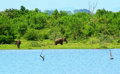 Udawalawa National Park One Day Safari Experience