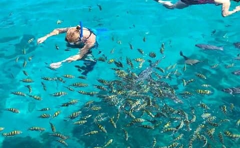 Wildlife Encounters and Snorkeling in Roatan, Honduras