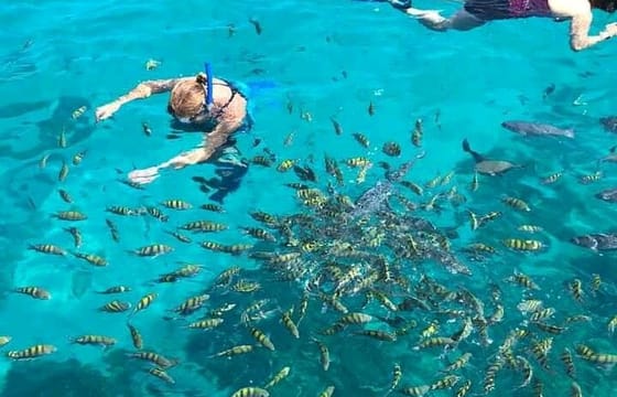 Roatan Wild side Monkyes and sloth hangout iguana and Snorkeling