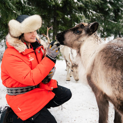 Meet Santa Claus’ Reindeer in Santa Claus Village, Rovaniemi