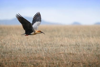 privated tour Antisana Volcano and Bird watching for begginers