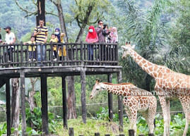 اقتراب فريد من الزرافات أثناء تناولها الطعام  تجربة تفاعلية لإطعام الزرافات والاستمتاع بمشاهدتها عن قرب