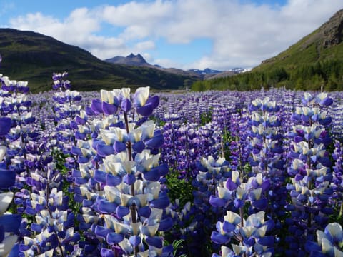 Private Tour from Djupivogur - The Eastfjord, photo 5