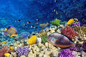 Semi Submarine Underwater Tour in Hurghada, Egypt