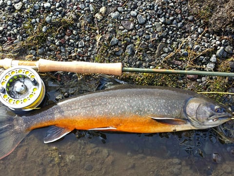 Full day fishing tour from Akureyri, Husavik or Myvatn, photo 9