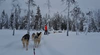 1,5 hour husky experience - 5km Husky Safari & Farm Visit 6