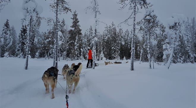 1,5 hour husky experience - 5km Husky Safari & Farm Visit 6