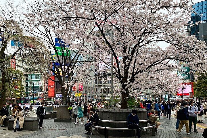 Private Transfer from Haneda Airport to Hachikō City, Japan