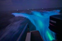 Blue Tears