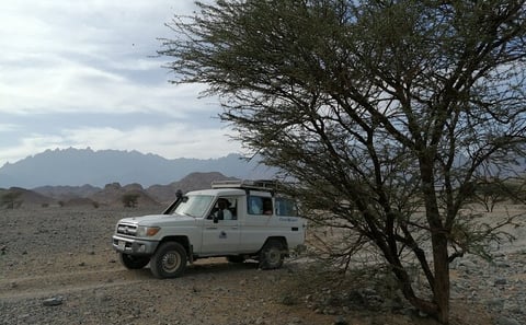 3-Hour Mini Super Safari: Quad, Jeep, Spider Car, Camel & Tea