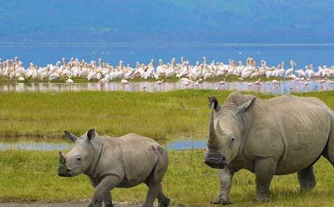 6-Day Safari Adventure in Ol Pejeta, Aberdare, and Masai Mara