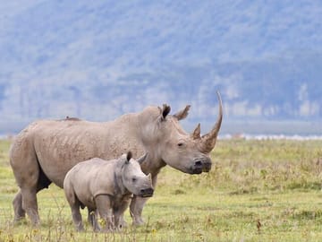6-Day Safari Tour of Amboseli, Lake Naivasha & Maasai Mara