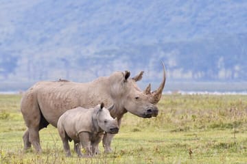 6-Day Safari Tour of Amboseli, Lake Naivasha & Maasai Mara