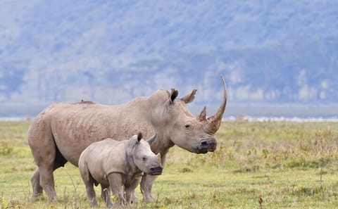 6-Day Safari Tour of Amboseli, Lake Naivasha & Maasai Mara