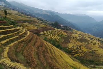Full-Day Hiking Tour of Longji Rice Terraces in China