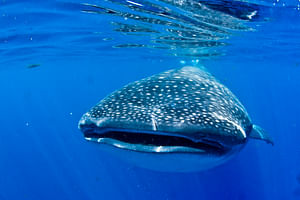 Whale Shark Discovery From Cancun