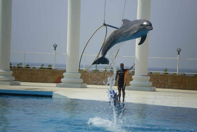 Alanya: Dolphin Show photo 4