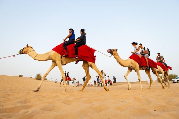 Travelers ride camels through the desert near Dubai.