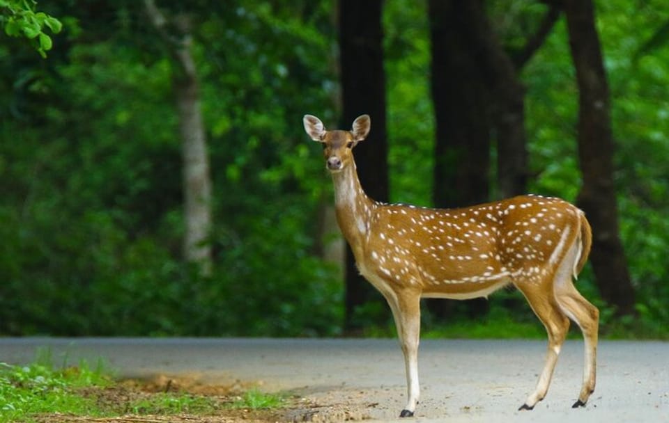 Hubli to Anshi National Park and Goa Beach Tour