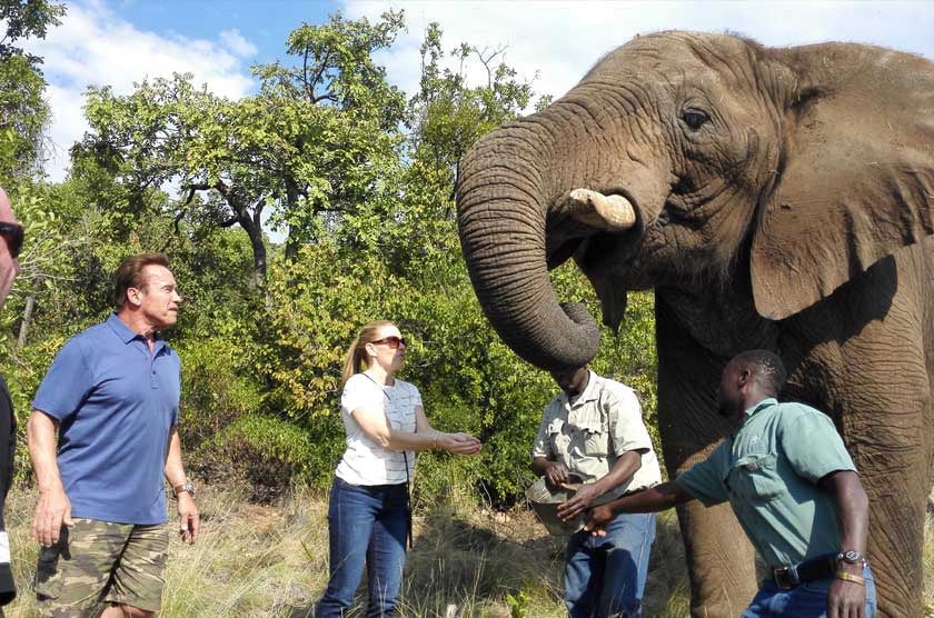 Elephant Interaction Experience 6