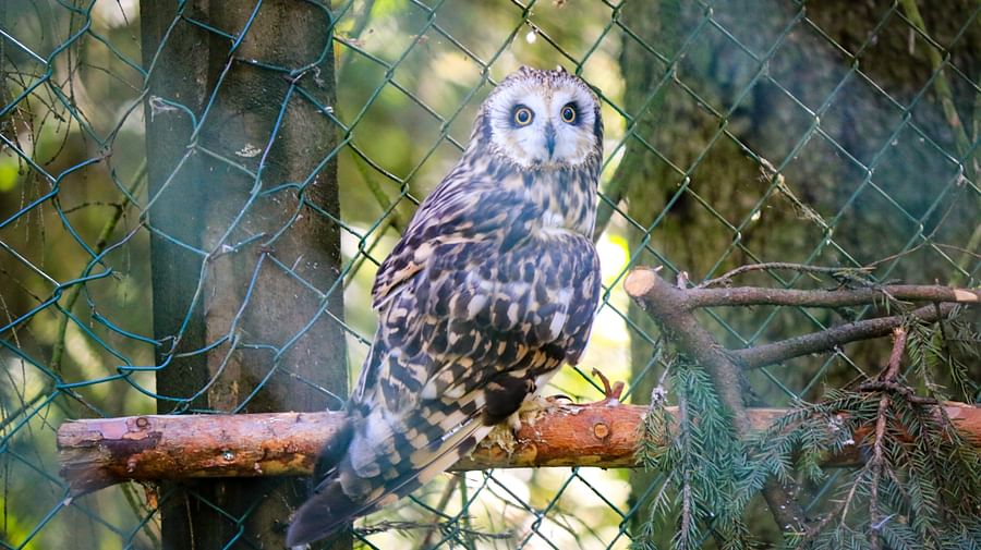 Ranua Wildlife Park offers to see around 50 different species of Arctic animals