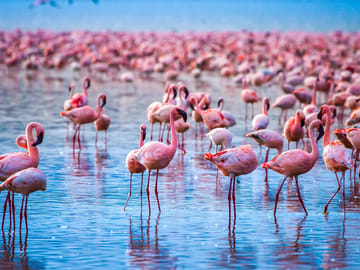 6 Days Kenya Wildlife and Lakes Safari