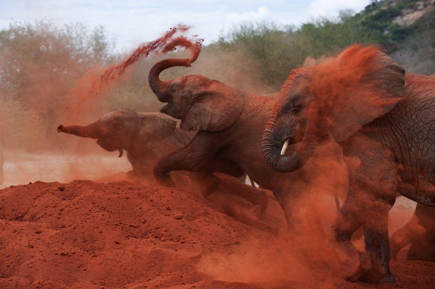 Red-elephants-Safari-Tsavo-Park 