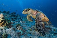 Snorkeling Day Trip With Dugong And Turtles Marsa Mubarak By Boat 8