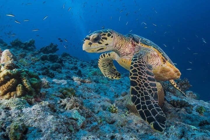 Snorkeling Day Trip With Dugong And Turtles Marsa Mubarak By Boat 8