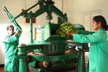 Tea Factory and Cultural Tour in Ambalangoda, Sri Lanka
