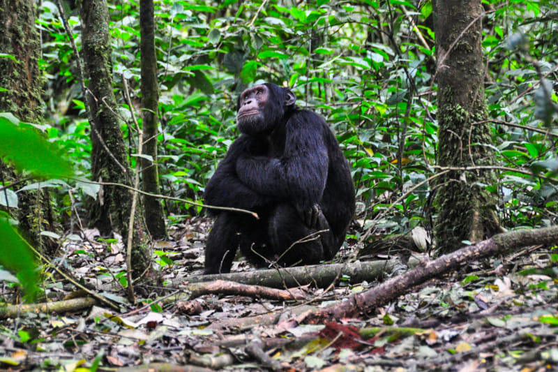 Chimpanzee in Kibale national park.