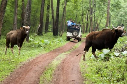 Nagpur to Vizag Tribal Villages & Tiger Safari
