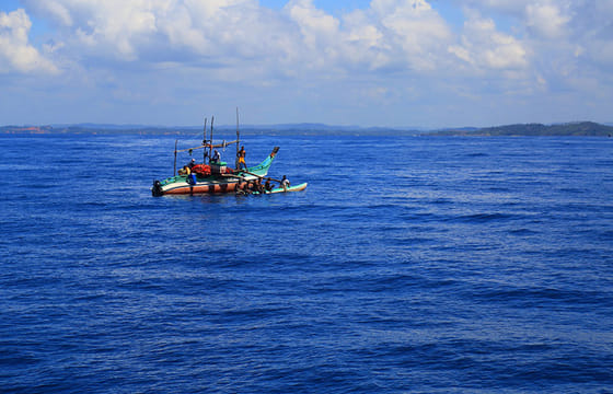 Mirissa Whale Watching Tour