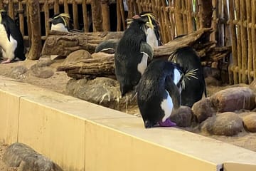 Robben Island & Aquarium Tour – Tickets & Transfers Included