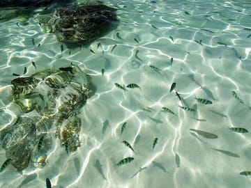 Half-Day Speedboat Tour to Khai Islands from Phuket