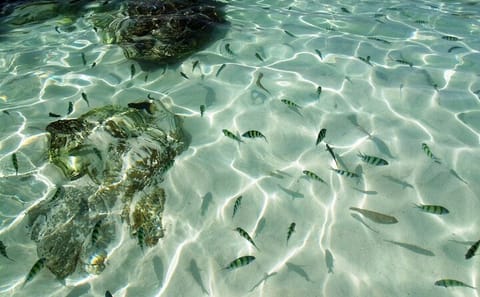 Half-Day Speedboat Tour to Khai Islands from Phuket
