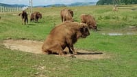 Day trip to the Bison Reserve & Traditional Cuisine Experience 4