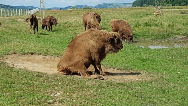 Day trip to the Bison Reserve & Traditional Cuisine Experience photo 4