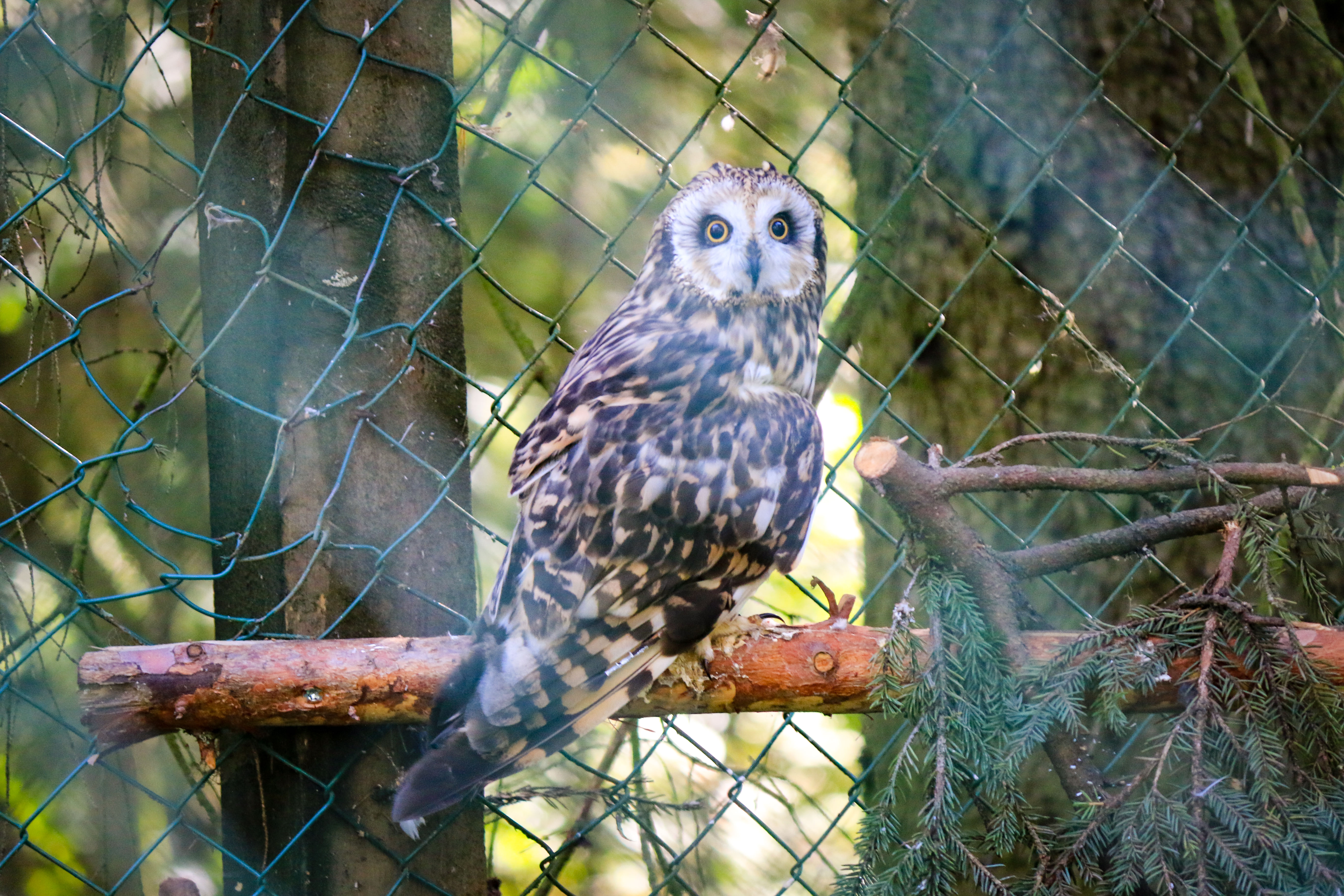 Ranua Wildlife Park offers to see around 50 different species of Arctic animals