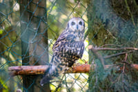 Ranua Wildlife Park offers to see around 50 different species of Arctic animals