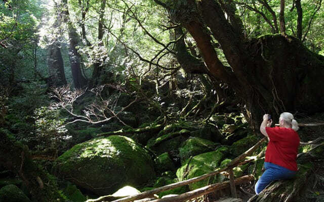 Shiratani-Unsuikyo Trekking Tour in Yakushima Island photo 4
