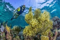 Half Day Guided Snorkeling Adventure in Puerto Morelos 2