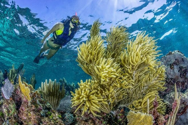 Half Day Guided Snorkeling Adventure in Puerto Morelos 2