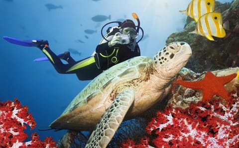 Scuba Diving Adventure in Marmaris with Lunch and Transfers