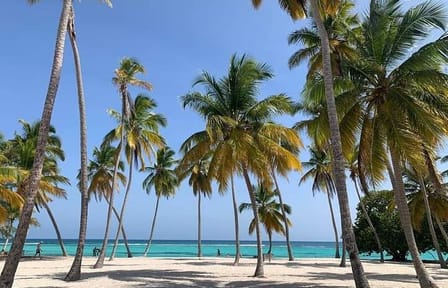 Saona Island Day Trip from Punta Cana with Catamaran Ride